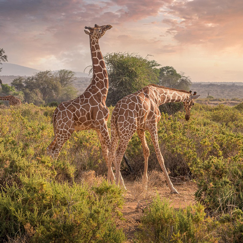 Kenya